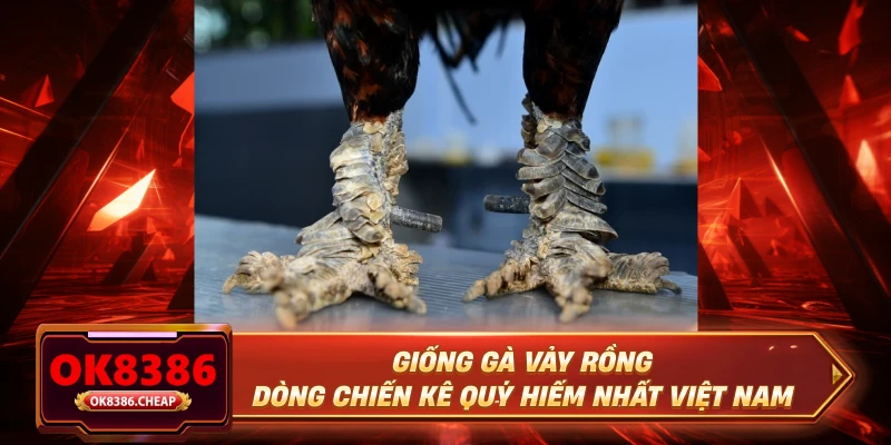 Giống Gà Vảy Rồng - Dòng Chiến Kê Quý Hiếm Nhất Việt Nam