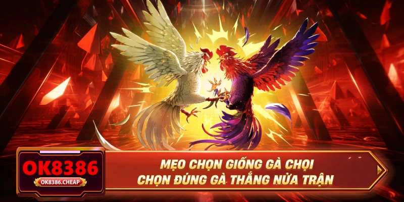 Mẹo Chọn Giống Gà Chọi - Chọn Đúng Gà Thắng Nửa Trận